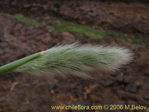 Poaceae sp. #1891の写真