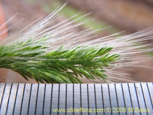 Imágen de Poaceae sp. #1891 (). Haga un clic para aumentar parte de imágen.