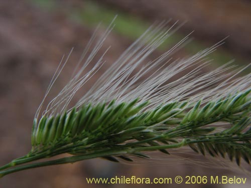 Poaceae sp. #1891의 사진