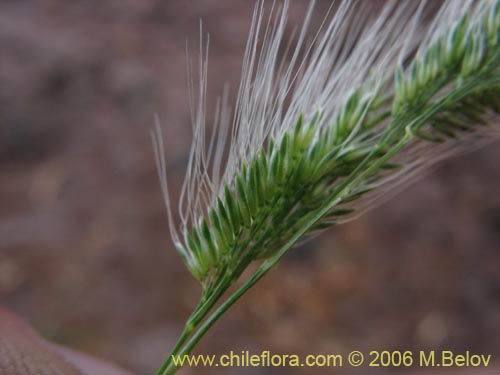 Imágen de Poaceae sp. #1891 (). Haga un clic para aumentar parte de imágen.