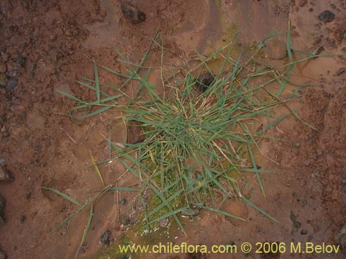 Poaceae sp. #1891の写真