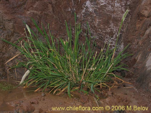 Poaceae sp. #1891の写真