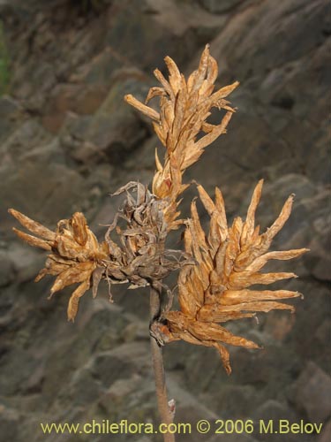 Imágen de Deuterocohnia chrysantha (). Haga un clic para aumentar parte de imágen.