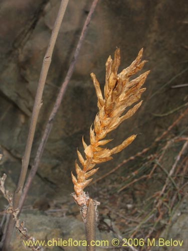 Deuterocohnia chrysanthaの写真