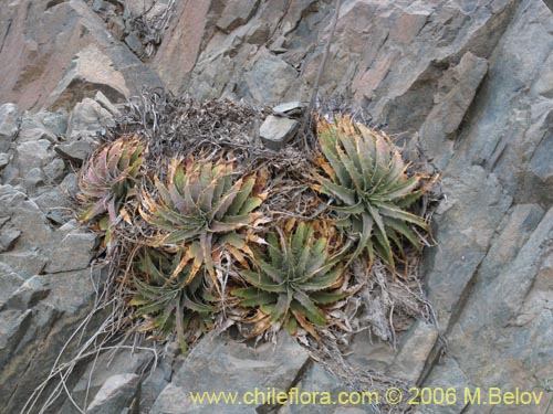 Image of Deuterocohnia chrysantha (). Click to enlarge parts of image.