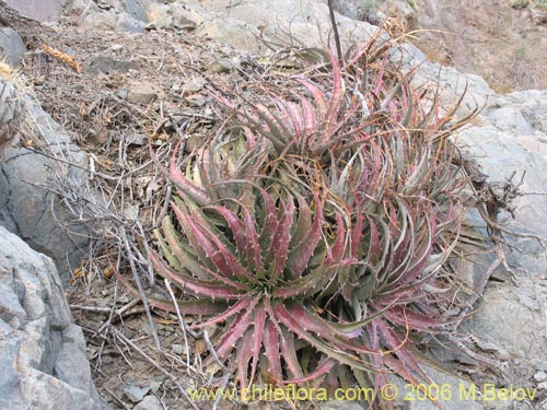 Deuterocohnia chrysanthaの写真