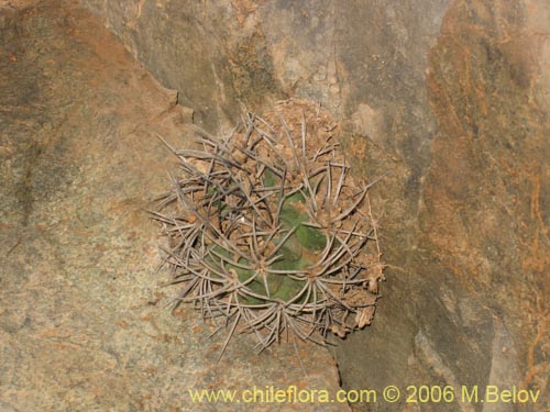 Фотография Eriosyce paucicostata ssp. echinus (). Щелкните, чтобы увеличить вырез.