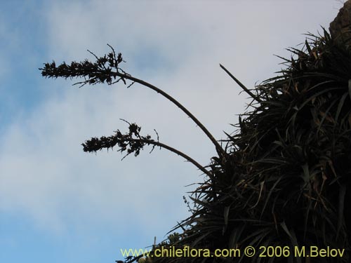 Фотография Puya boliviensis (). Щелкните, чтобы увеличить вырез.