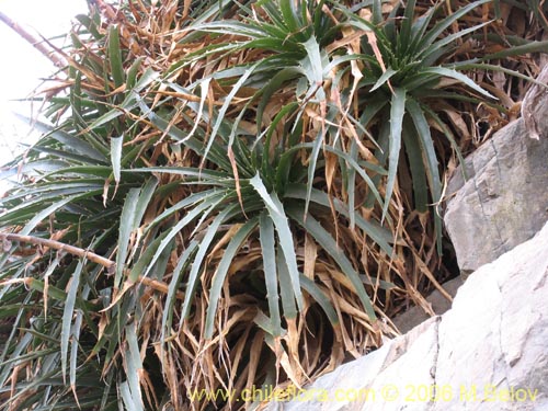 Image of Puya boliviensis (). Click to enlarge parts of image.