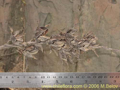 Image of Puya boliviensis (). Click to enlarge parts of image.