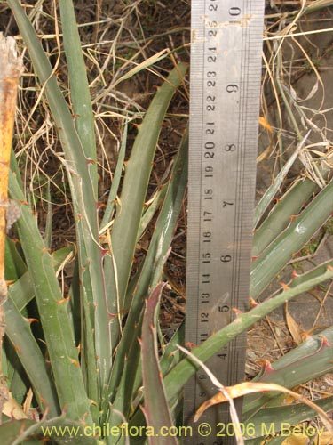 Image of Puya boliviensis (). Click to enlarge parts of image.