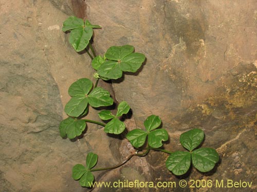 Imágen de Oxalis bulbocastanum (Vinagrillo / Papa chiñaque). Haga un clic para aumentar parte de imágen.