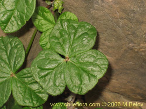 Imágen de Oxalis bulbocastanum (Vinagrillo / Papa chiñaque). Haga un clic para aumentar parte de imágen.