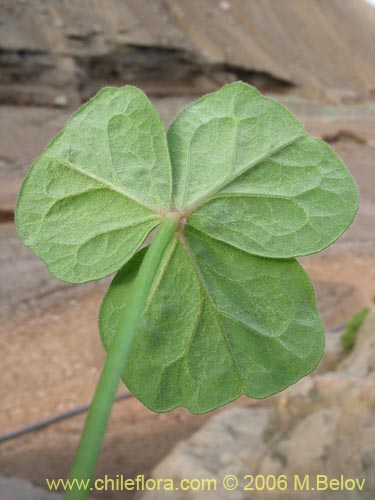 Imágen de Oxalis bulbocastanum (Vinagrillo / Papa chiñaque). Haga un clic para aumentar parte de imágen.