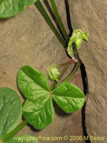 Bild von Oxalis bulbocastanum (Vinagrillo / Papa chiñaque). Klicken Sie, um den Ausschnitt zu vergrössern.