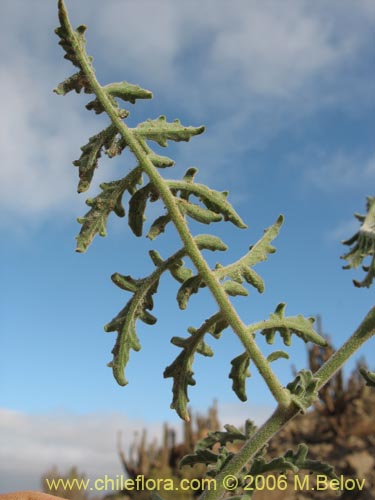 Image of Lycopersicon chilense (). Click to enlarge parts of image.