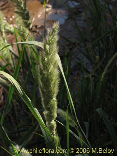 Bild von Poaceae sp. #1891 (). Klicken Sie, um den Ausschnitt zu vergrössern.