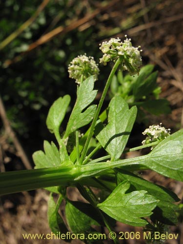 Image of Apium sp. #1505 (Apio). Click to enlarge parts of image.