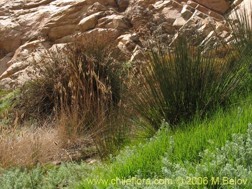 Imágen de Poaceae sp. #1891 (). Haga un clic para aumentar parte de imágen.