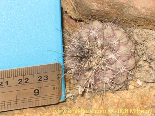 Фотография Copiapoa humilis ssp. humilis (). Щелкните, чтобы увеличить вырез.