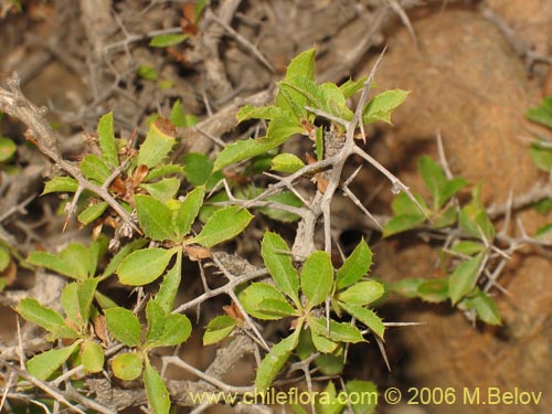 Image of Proustia cuneifolia (). Click to enlarge parts of image.