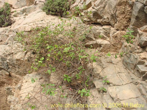 Image of Alternanthera junciflora (Rubí). Click to enlarge parts of image.