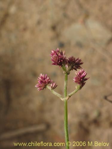 Alternanthera juncifloraの写真