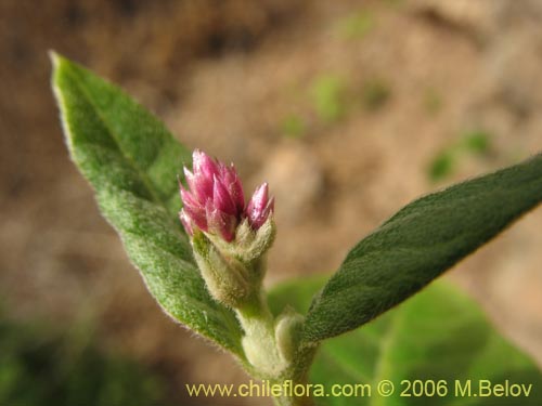 Image of Alternanthera junciflora (Rubí). Click to enlarge parts of image.