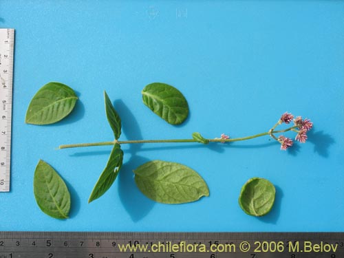 Image of Alternanthera junciflora (Rubí). Click to enlarge parts of image.