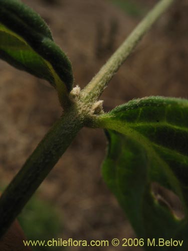 Alternanthera juncifloraの写真
