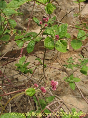 Фотография Alternanthera junciflora (Rubí). Щелкните, чтобы увеличить вырез.