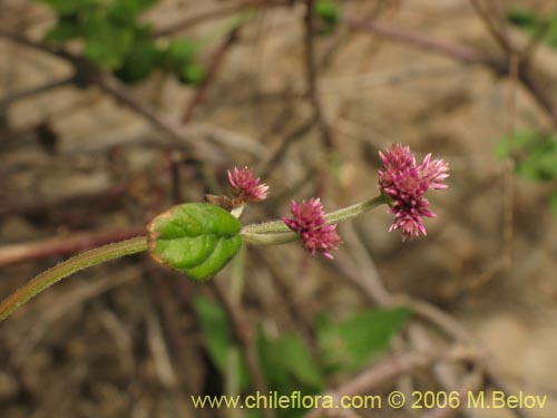 Image of Alternanthera junciflora (Rubí). Click to enlarge parts of image.