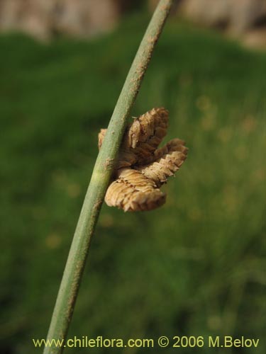 Image of Unidentified Plant sp. #3017 (). Click to enlarge parts of image.