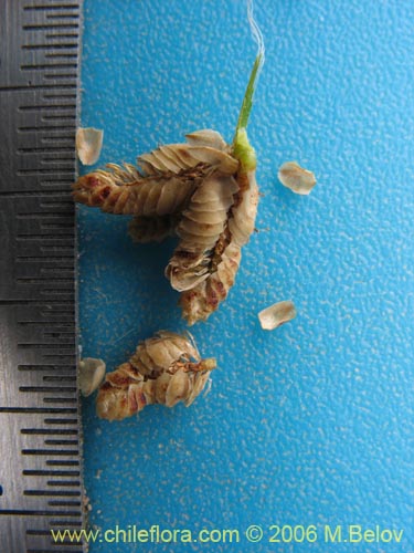 Image of Unidentified Plant sp. #3017 (). Click to enlarge parts of image.