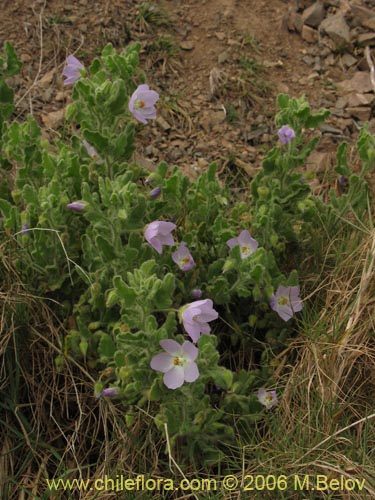 Bild von Cristaria integerrima var. integerrima (). Klicken Sie, um den Ausschnitt zu vergrössern.