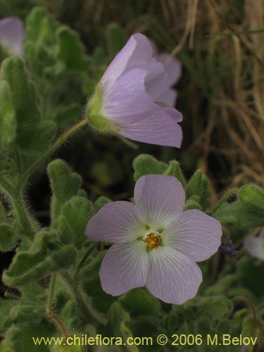 Imágen de Cristaria integerrima var. integerrima (). Haga un clic para aumentar parte de imágen.