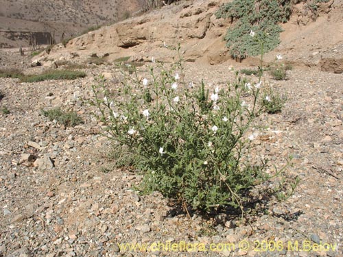 Image of Schizanthus lacteus (Mariposita). Click to enlarge parts of image.