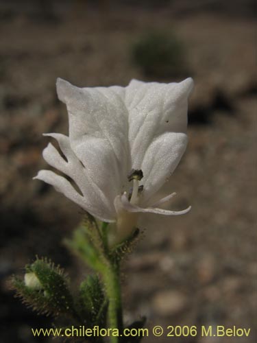 Schizanthus lacteusの写真