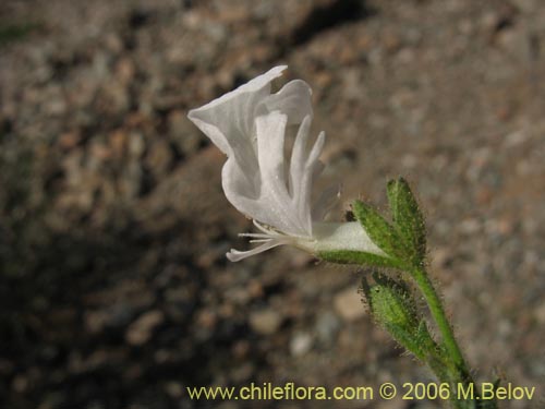 Schizanthus lacteusの写真