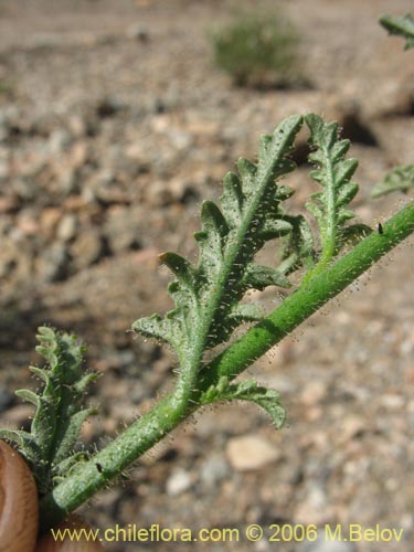Schizanthus lacteus的照片