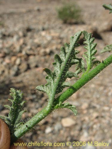 Image of Schizanthus lacteus (Mariposita). Click to enlarge parts of image.