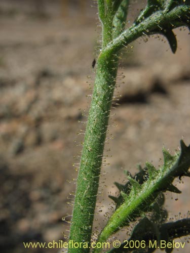 Schizanthus lacteus的照片