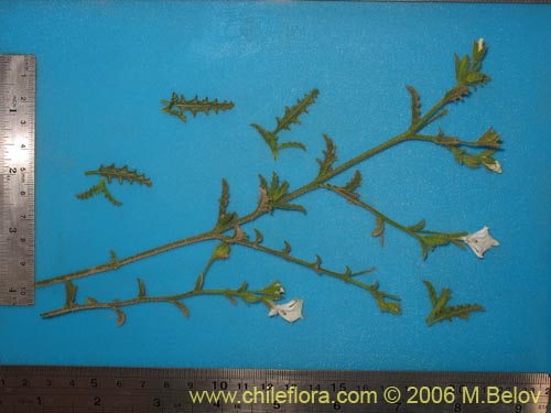 Bild von Schizanthus lacteus (Mariposita). Klicken Sie, um den Ausschnitt zu vergrössern.