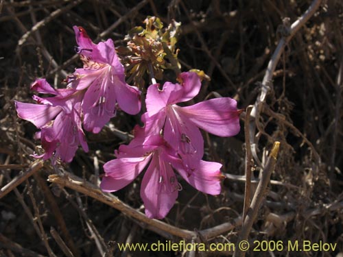 Imágen de Alstroemeria violacea (Lirio del campo). Haga un clic para aumentar parte de imágen.