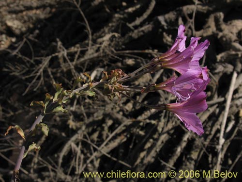 Imágen de Alstroemeria violacea (Lirio del campo). Haga un clic para aumentar parte de imágen.