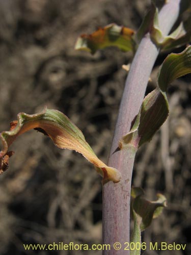 Image of Alstroemeria violacea (Lirio del campo). Click to enlarge parts of image.