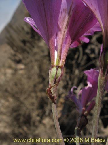 Bild von Alstroemeria violacea (Lirio del campo). Klicken Sie, um den Ausschnitt zu vergrössern.