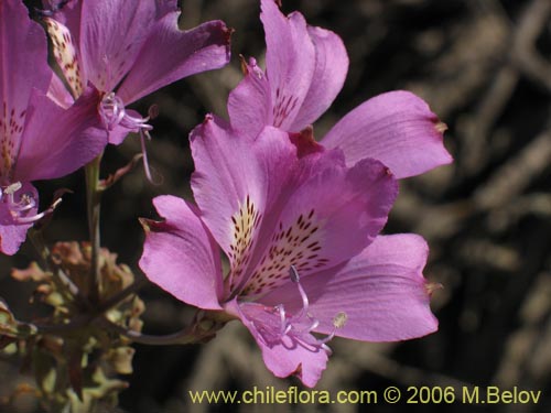 Bild von Alstroemeria violacea (Lirio del campo). Klicken Sie, um den Ausschnitt zu vergrössern.