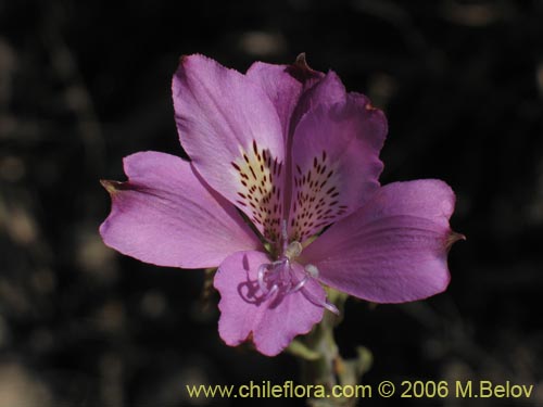 Bild von Alstroemeria violacea (Lirio del campo). Klicken Sie, um den Ausschnitt zu vergrössern.