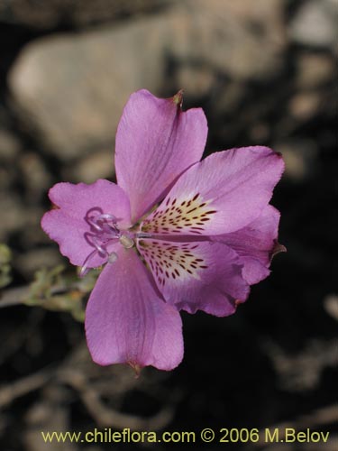 Imágen de Alstroemeria violacea (Lirio del campo). Haga un clic para aumentar parte de imágen.